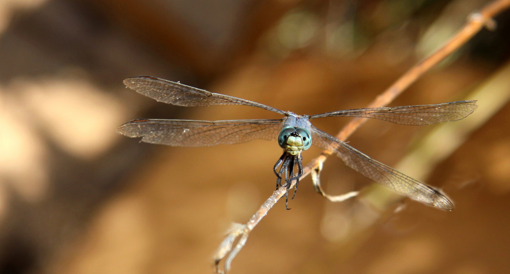 ...a me gli occhi!!!