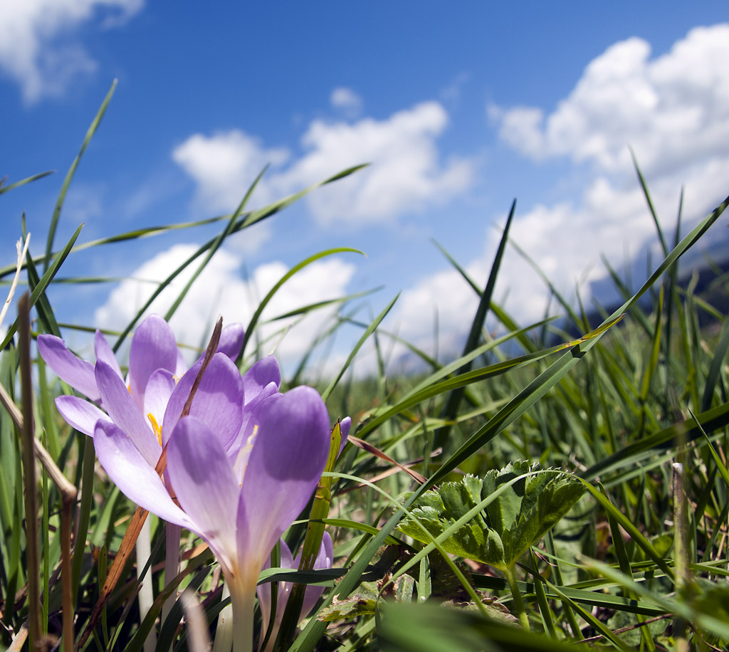 Dolomiti e flora # - Punti di vista