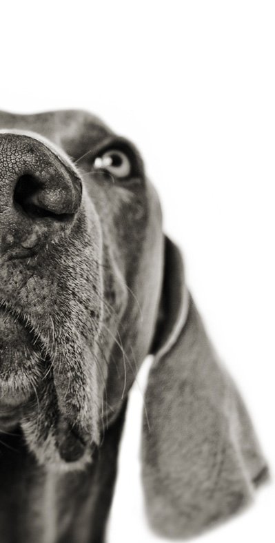 Spyke - Weimaraner
