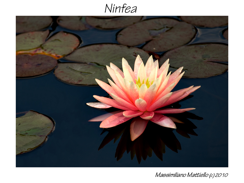 Ninfea