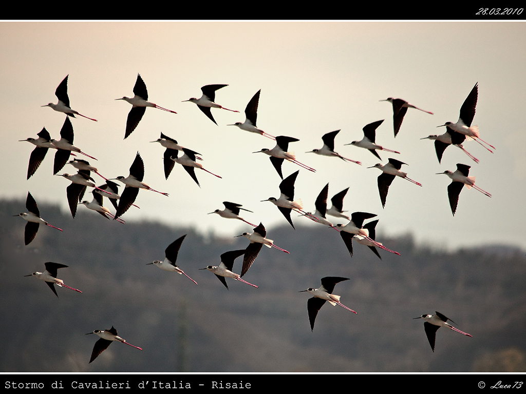 Stormo di Cavalieri d'Italia # 2