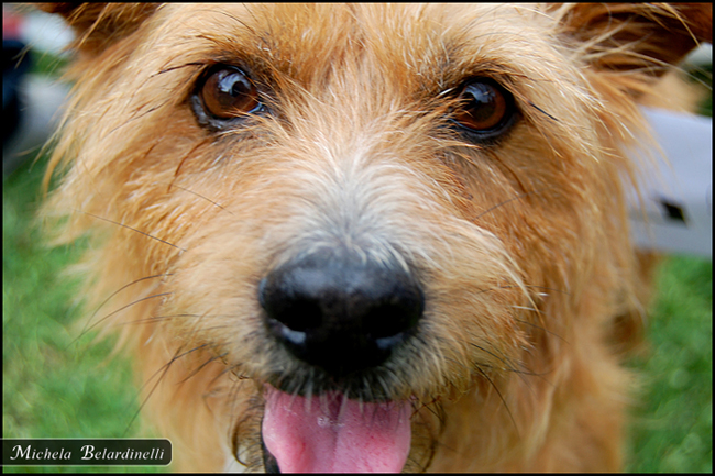 Un simpatico musetto