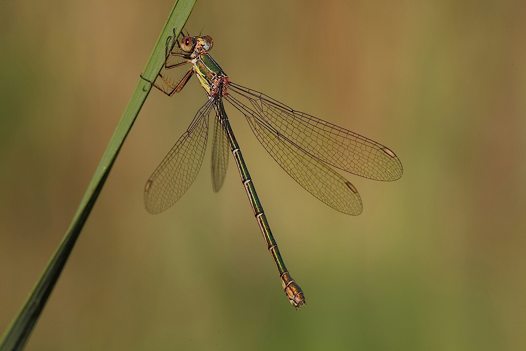 ...Il Sostegno...!!!