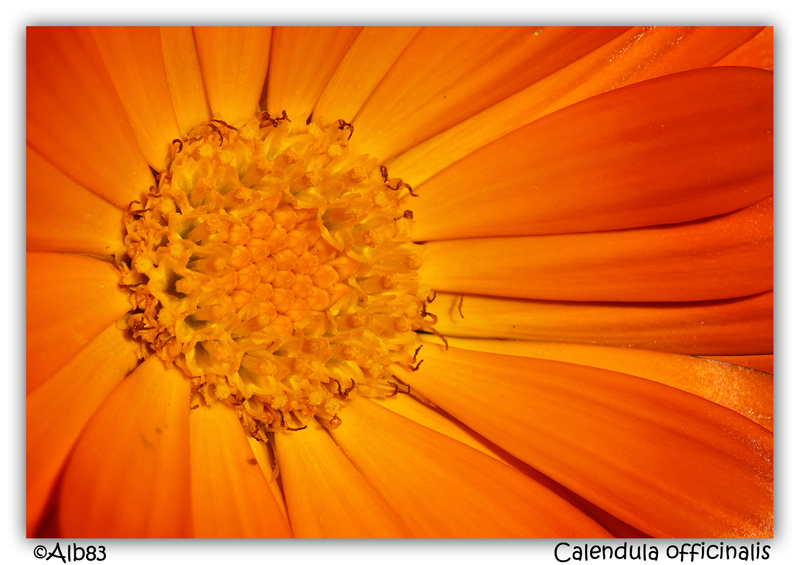 Calendula officinalis