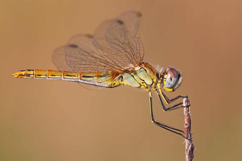 Sympetrum fonscolombii