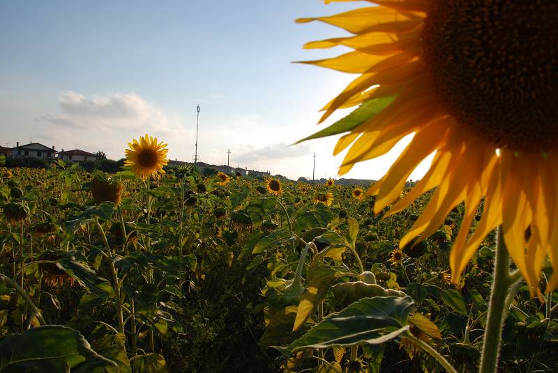 Girasoli Toscani