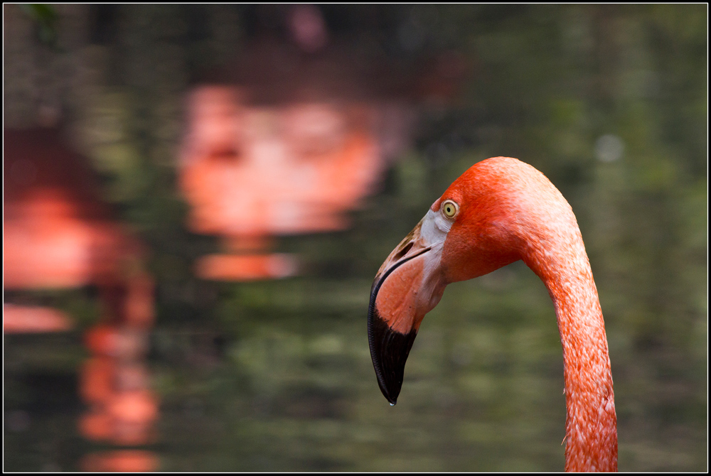 Fenicottero - Oasi di S.Alessio (Pv)