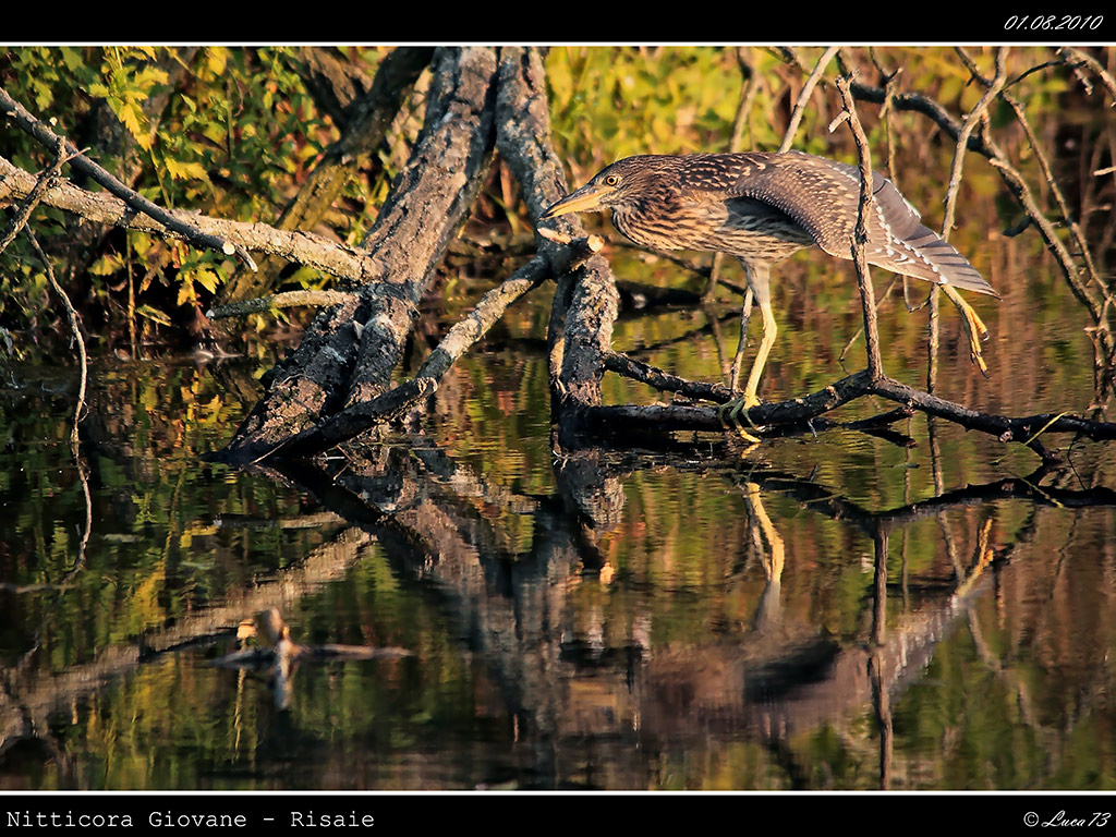 Nitticora # 7 - Giovane