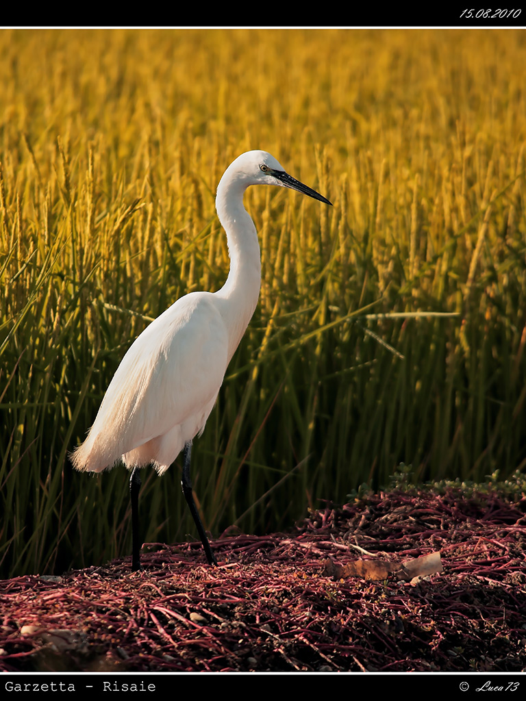 Garzetta # 14