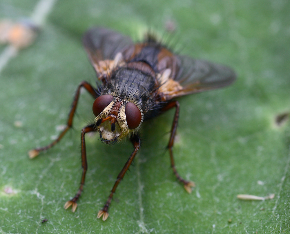 quanto sono bella....