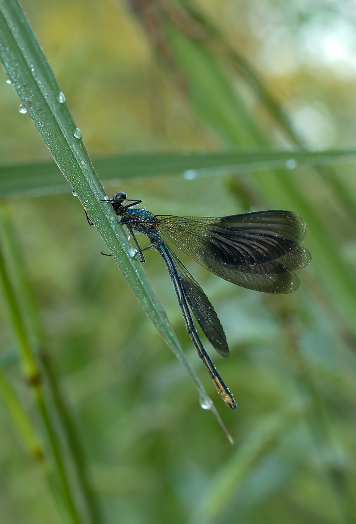 Calopteryx maschio