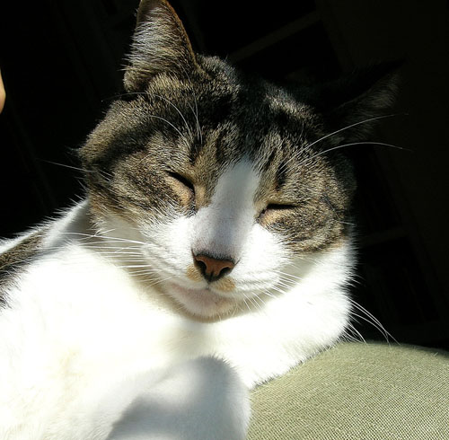 il sole bacia i bei mici