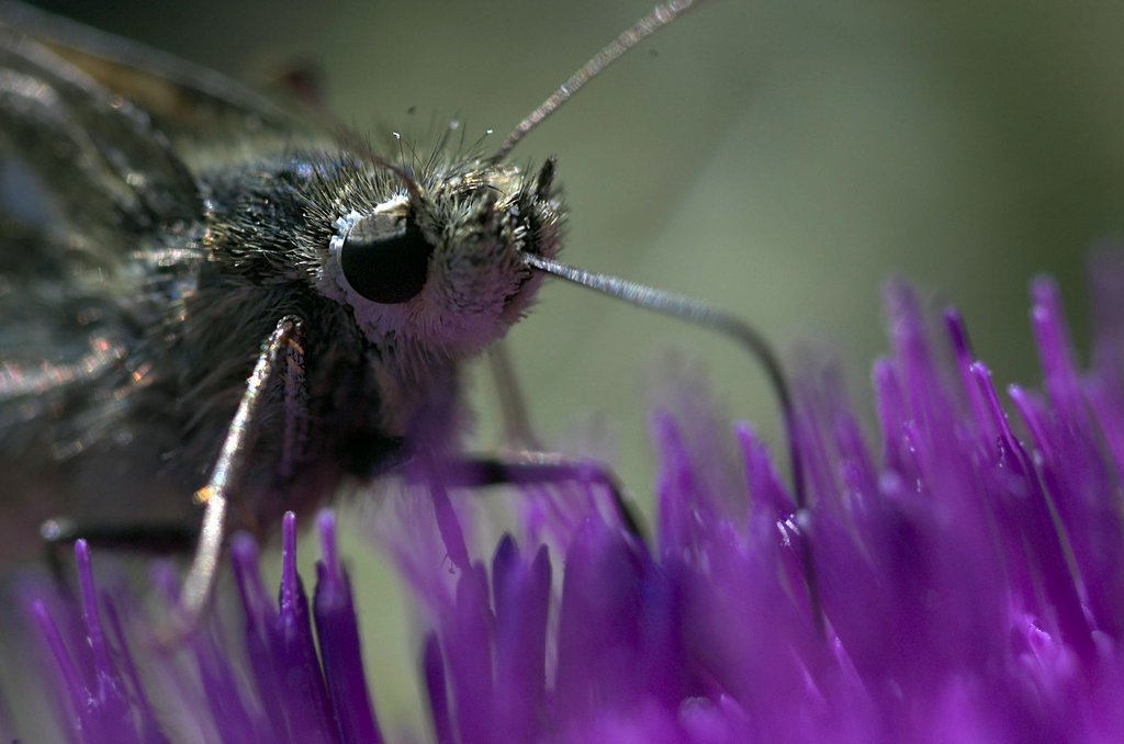 Barba e baffi please !