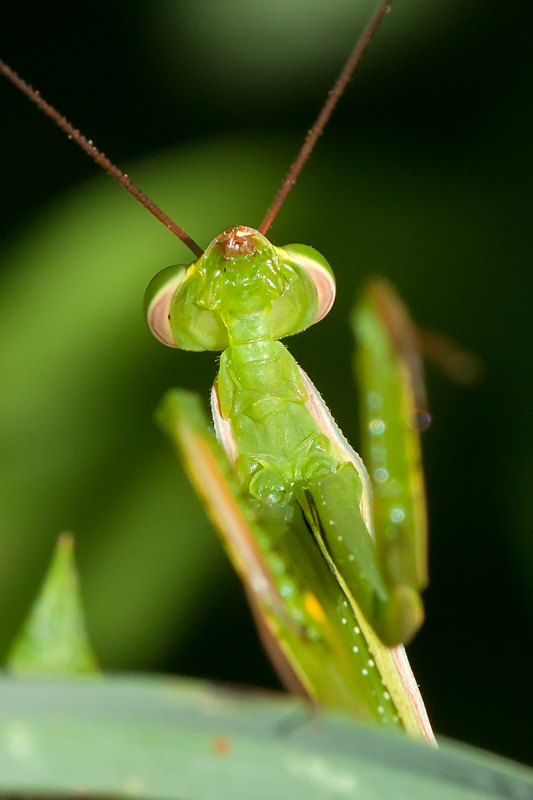 guarda un p� se ho il doppio mento?