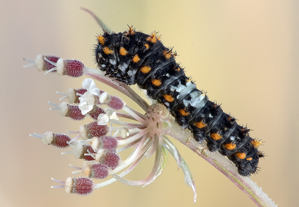 Cosa diventer� da grande?