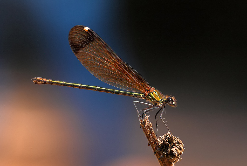 ...Giochi Di Colore...!!!