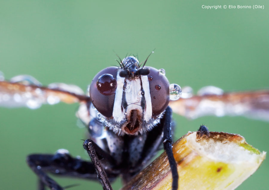 Cylindromya brassicaria