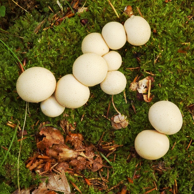 Lycoperdon