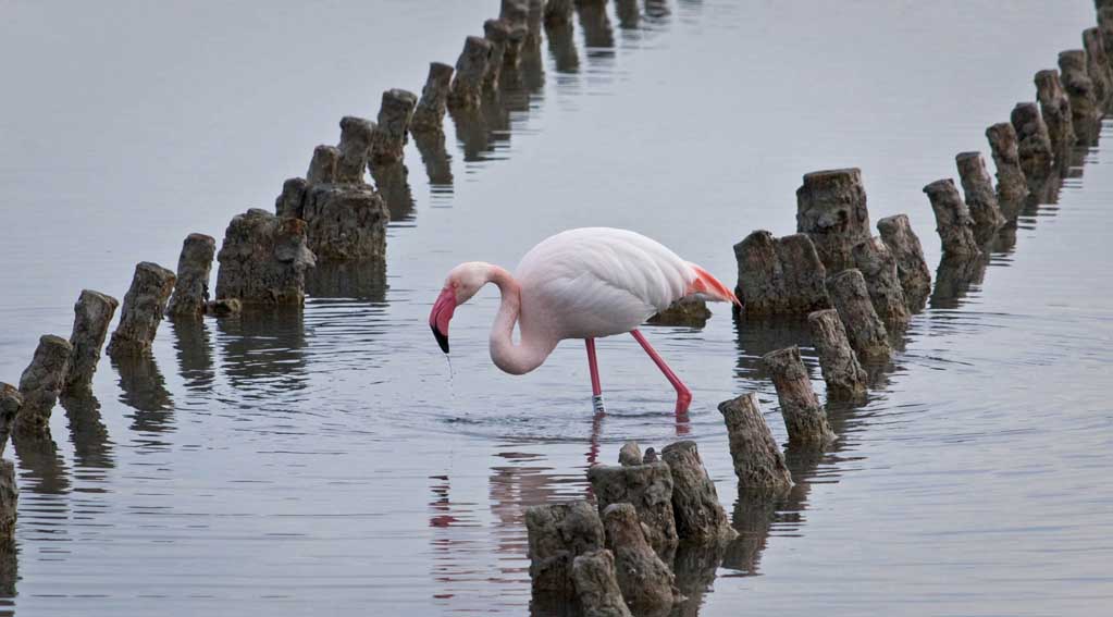 KIP @ Saline Quartu Sant'Elena (CA)