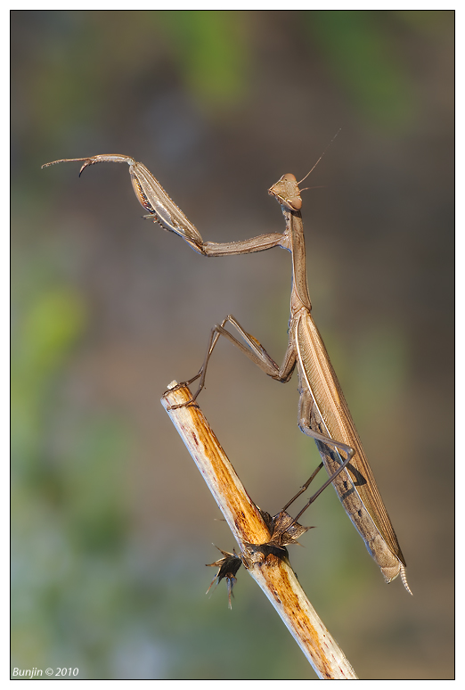 Dirige l'orchestra....