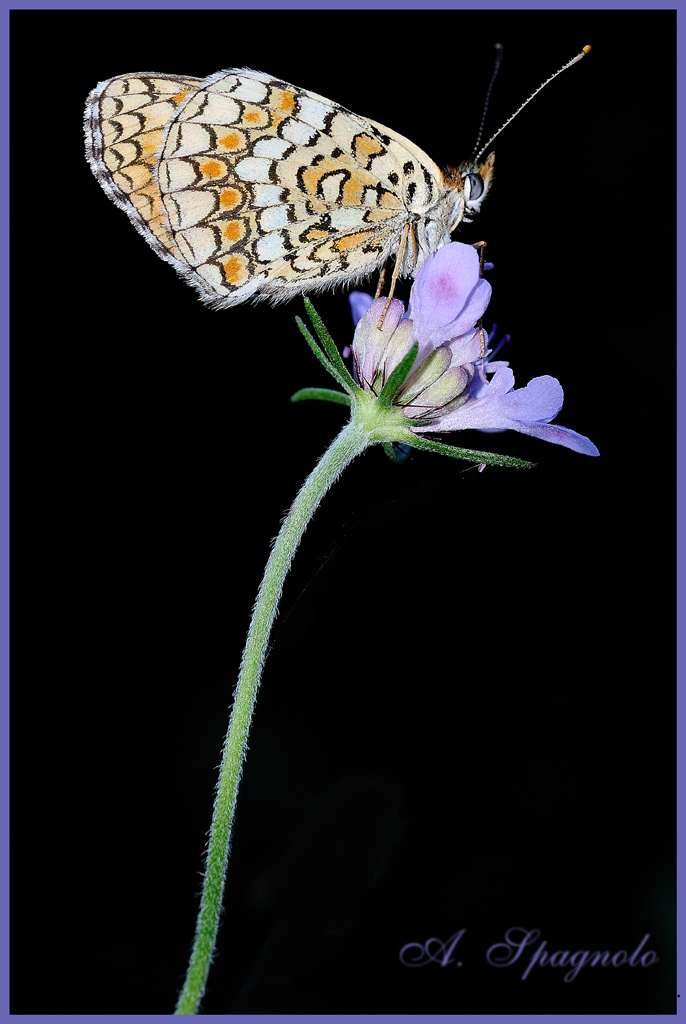 il fiore e la farfalla