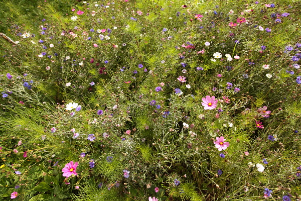 meraviglie del trentino