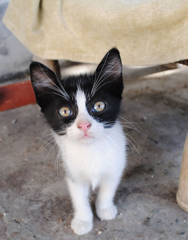 Tu non sei la mia mamma... forse sei il mio papino?