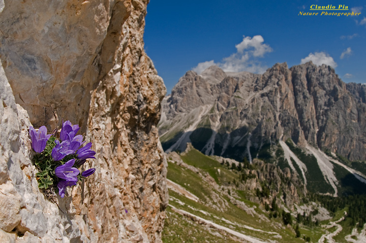 Campanula morettiana