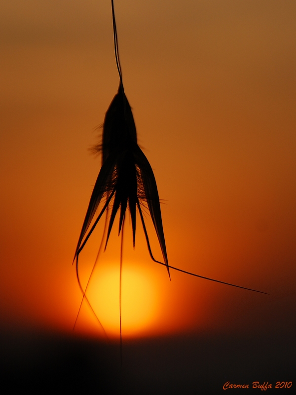 lampadina di emergenza