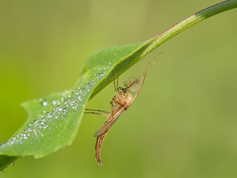...che pennacchio!!!