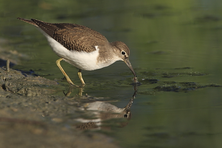 piro piro piccolo - Actitis hypoleucos