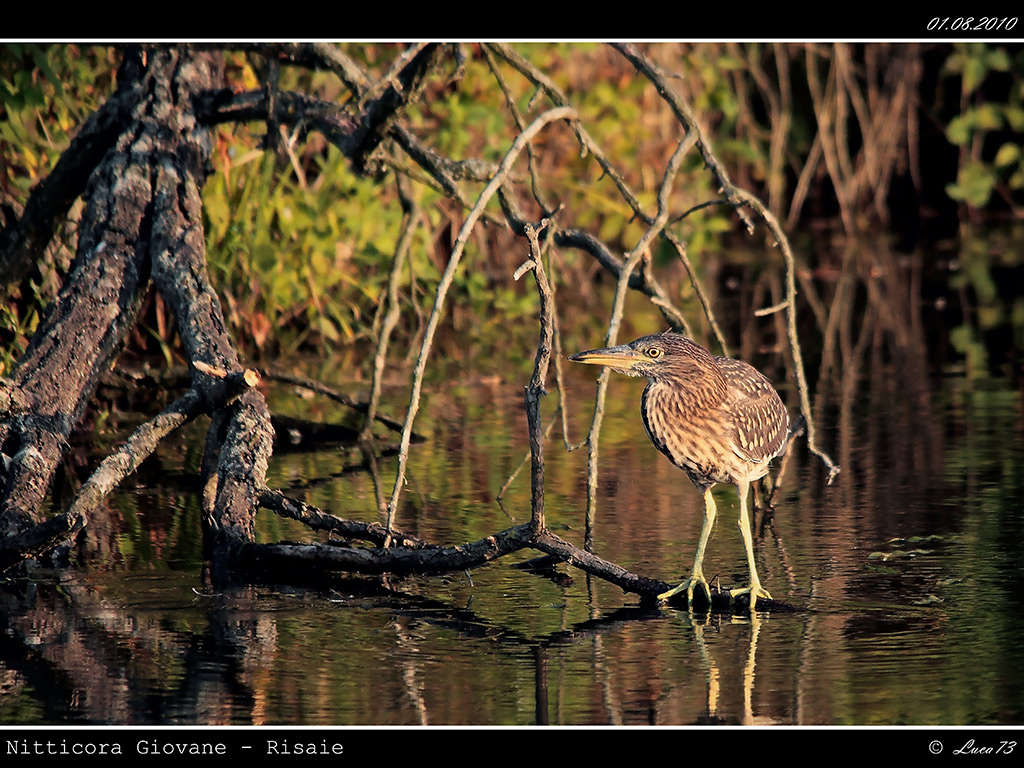 Nitticora # 8 - Giovane