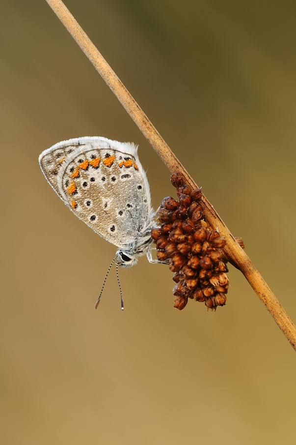 Polyommatus Icarus