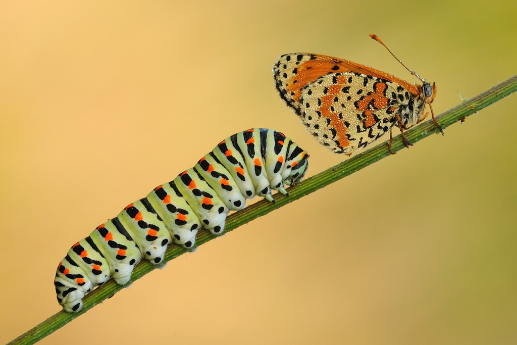 Papilio Machaon Con Melitea Didyma