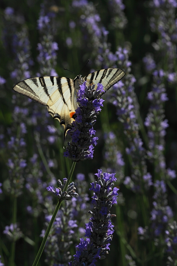 All'ombra del podalirio