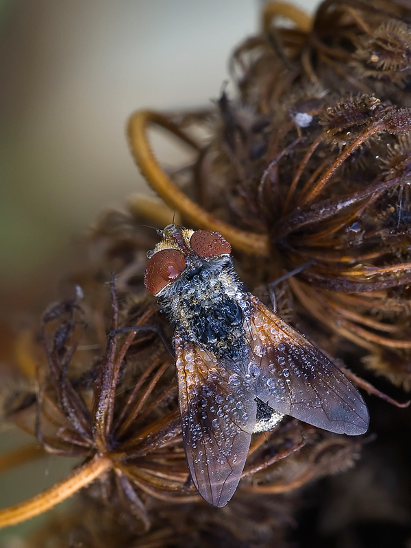 ..dittero...bagnato...