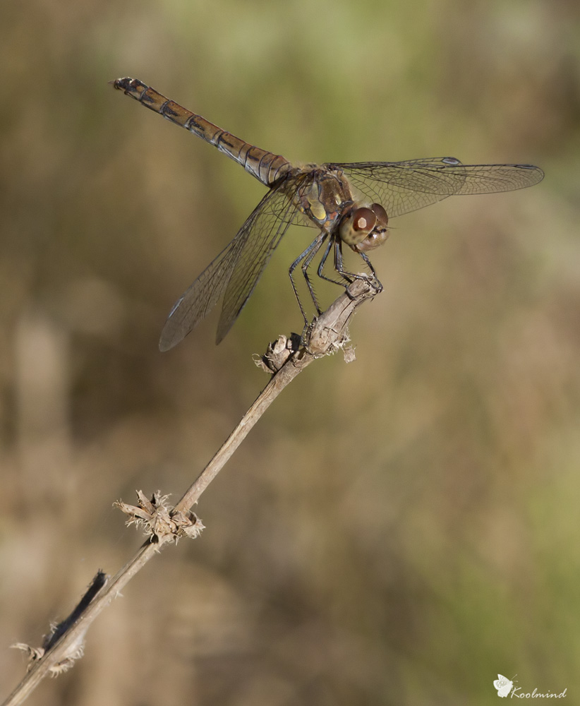 Sympetrum striolatum