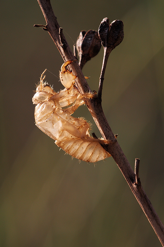 esuvia di cicala