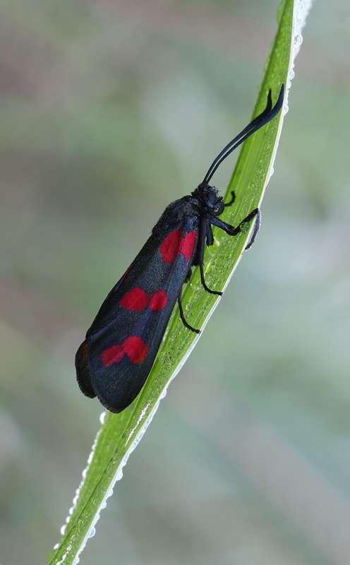 Zygaena