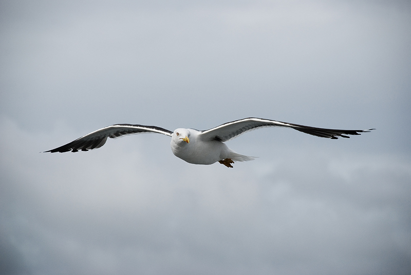 Volando sul fiordo di Oslo