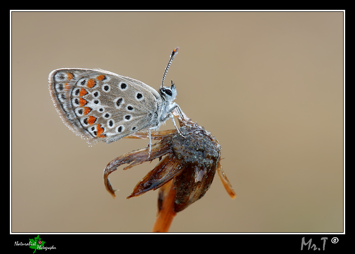 ...Dopo la pioggia...