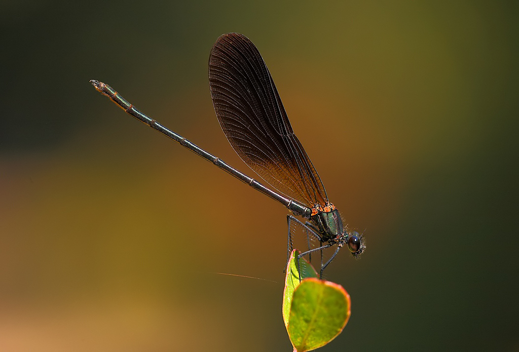 ...Tanti Colori...!!!