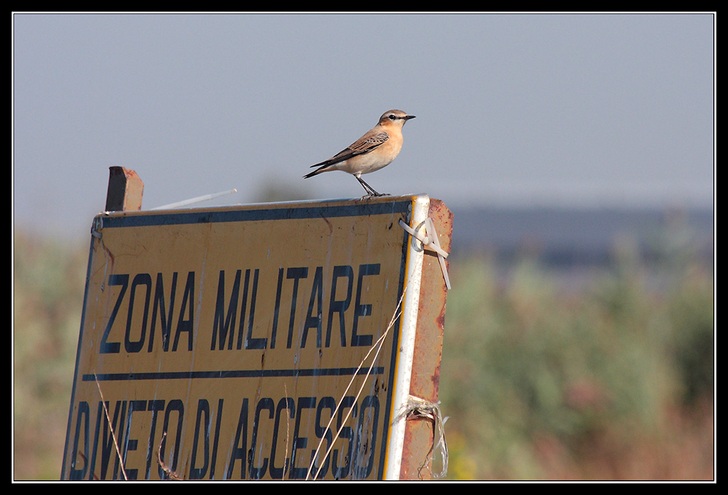 Codibianco..per lui l'accesso non � vietato!