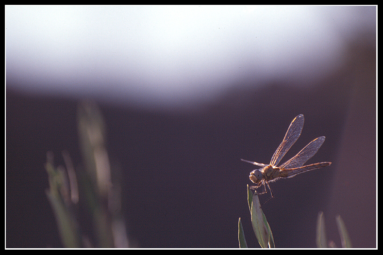 Libellula