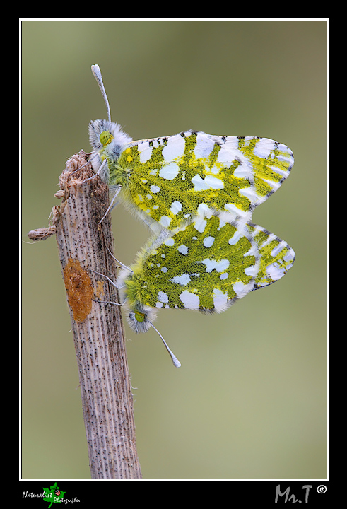 Accoppiamento Euchloe ausonia