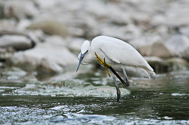 Egretta garzetta