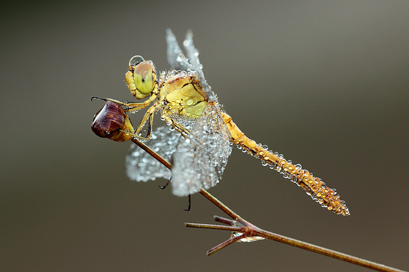 libellula
