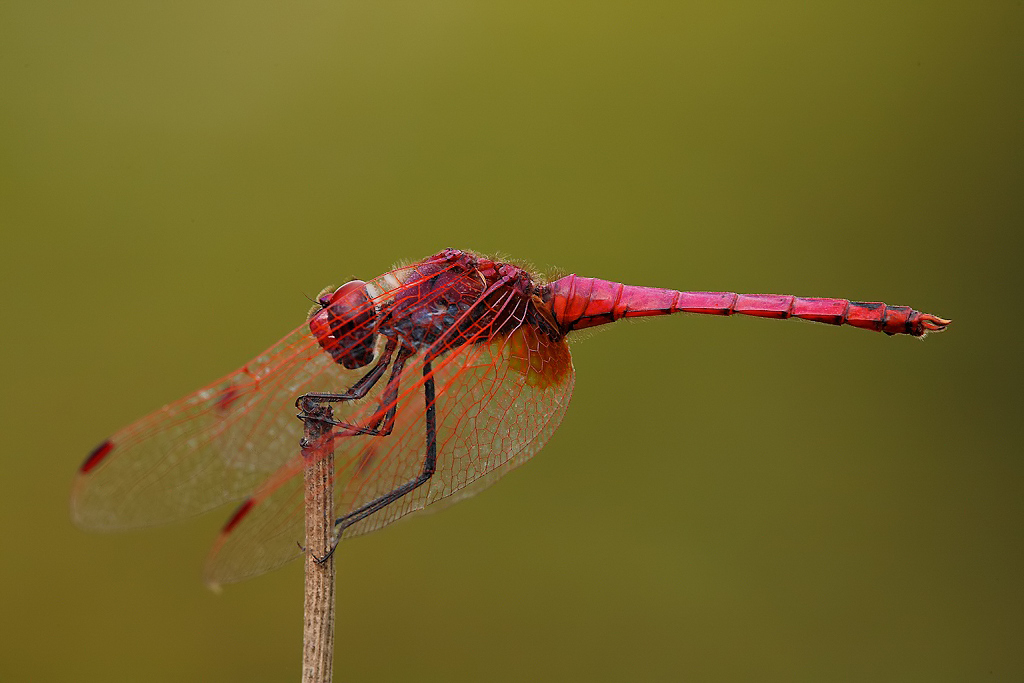 ...Per Chi Ama Le Rosse...!!!