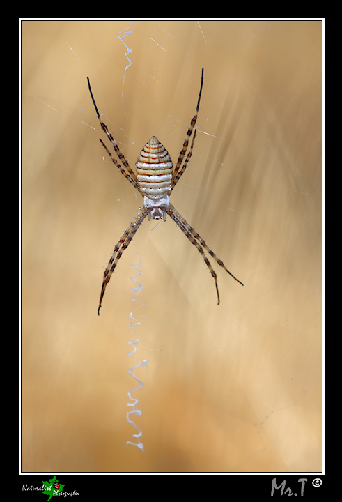 ...Argiope Trifasciato...