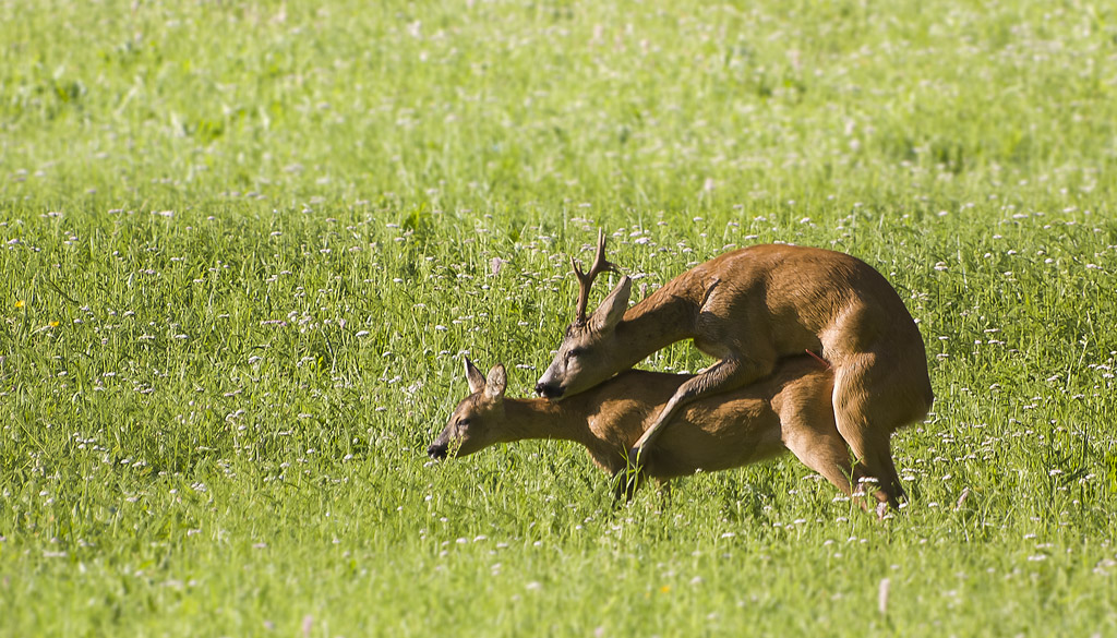 Capriolo #3 - Liscio